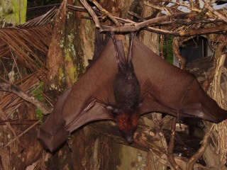 fruit bat up close