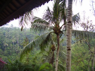 Bali palm trees