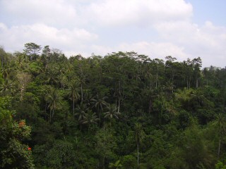 jungle hillside in Bali
